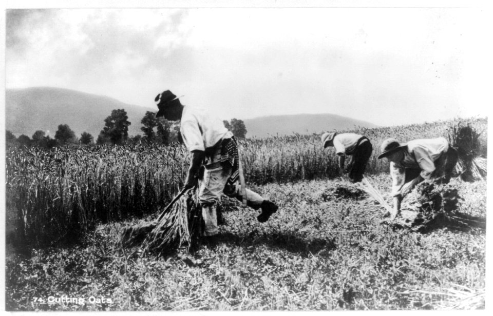 Farmers cutting and gathering oats, Ireland LCCN2017656333