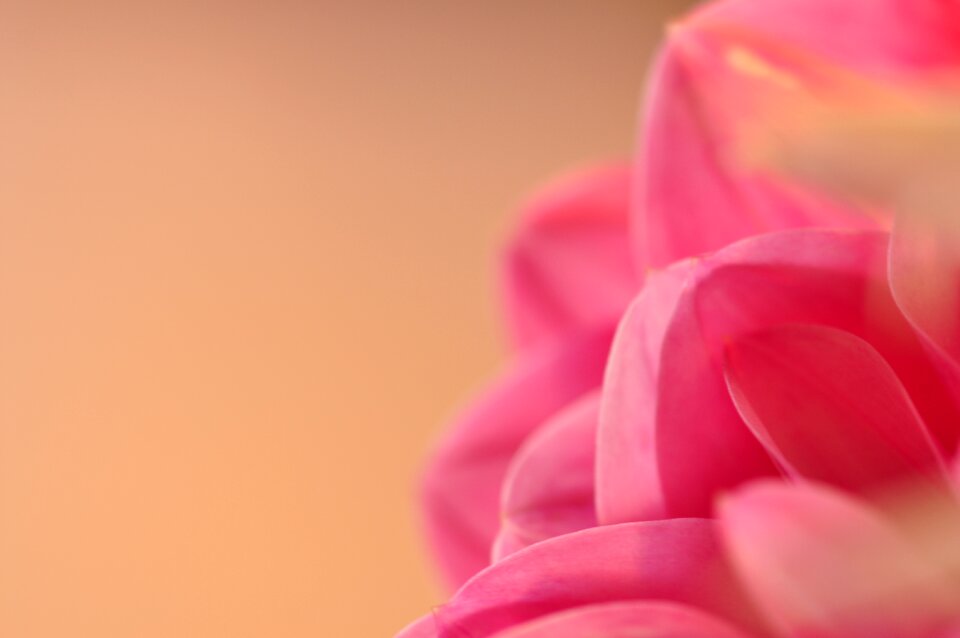 Pink pink flower summer flower