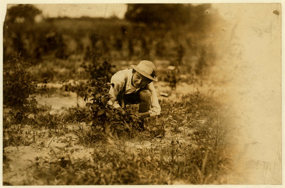 Farrand Packing Co. A young berry picker on Curran's farm, Rock Creek. This boy, Irvan Stevans, and the other (see 828) were the only whites working with a large number of negroes that day, LOC nclc.00001