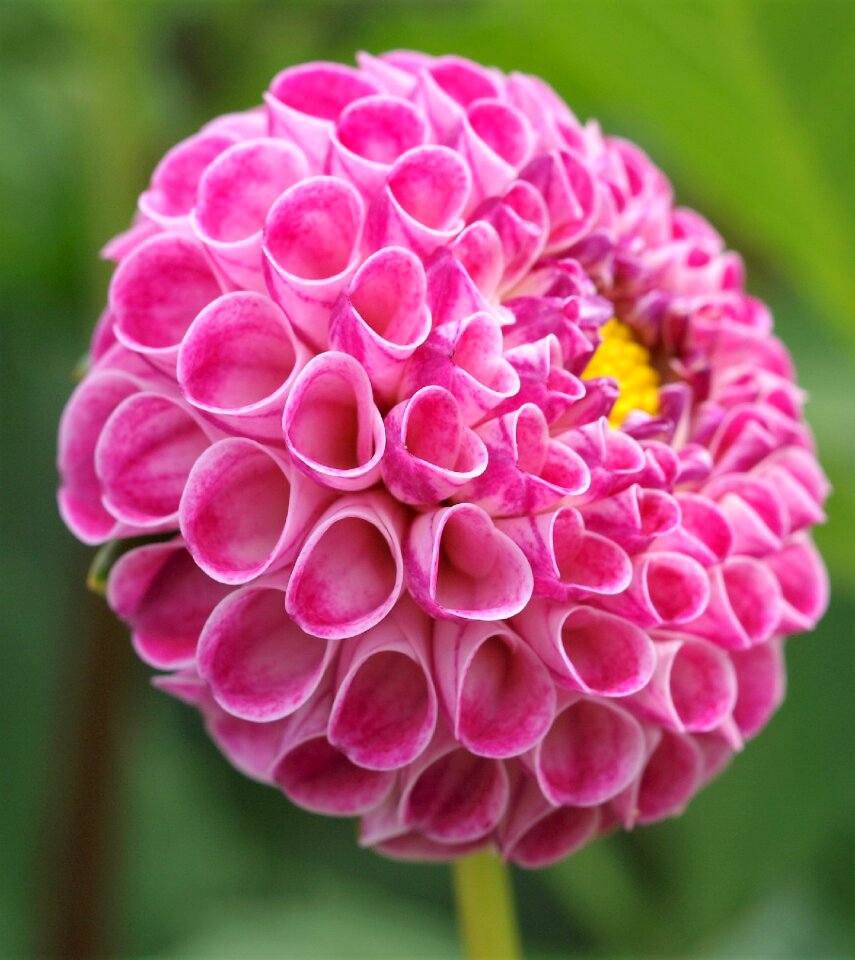 Pompom flower bloom