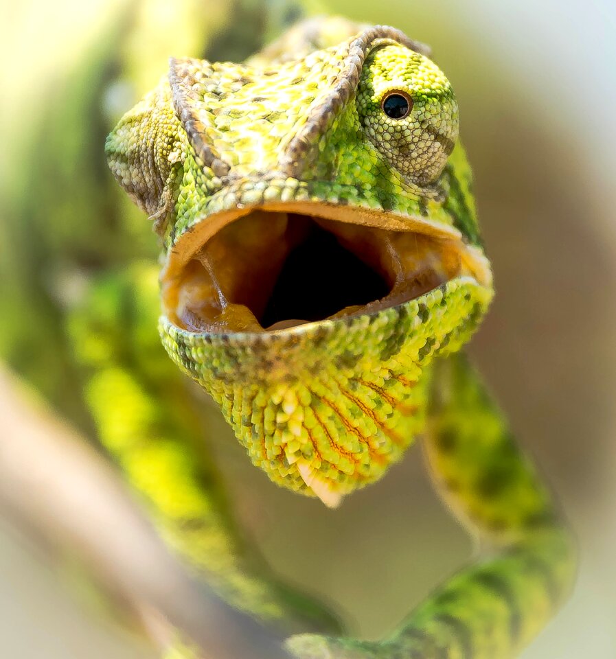 Calango animal lizard