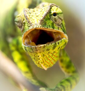 Calango animal lizard photo