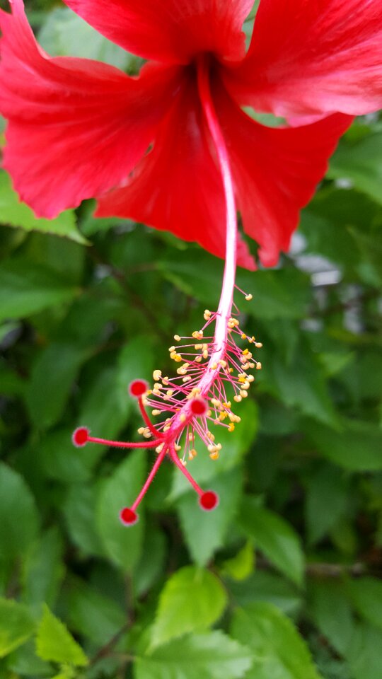Flower nature plant