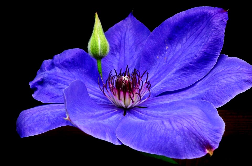 Nature plant closeup