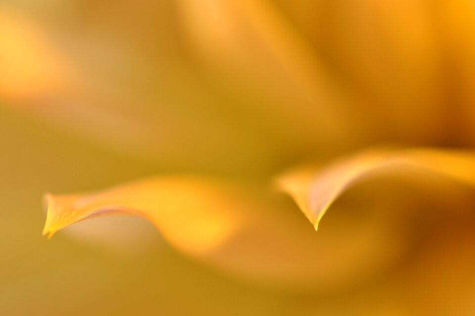 Yellow yellow flowers single flower