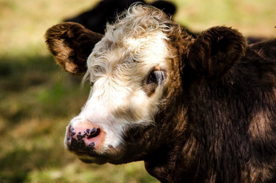 Grass cow galloway