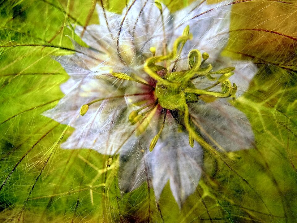 Flower art bloom