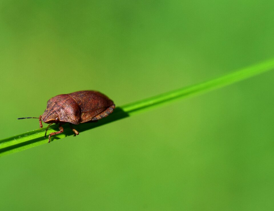 Nature insect photo bug
