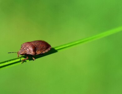 Nature insect photo bug