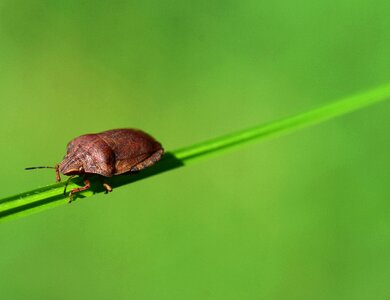 Nature insect photo bug photo