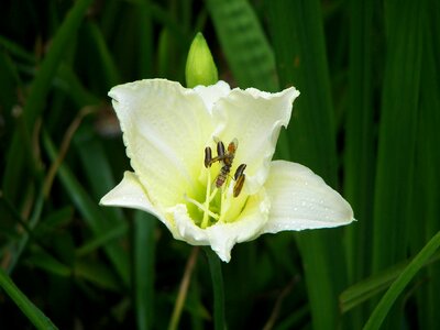 Daylily white garden