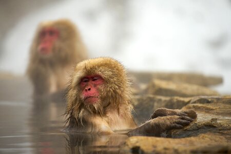 Natural snow monkey hot springs