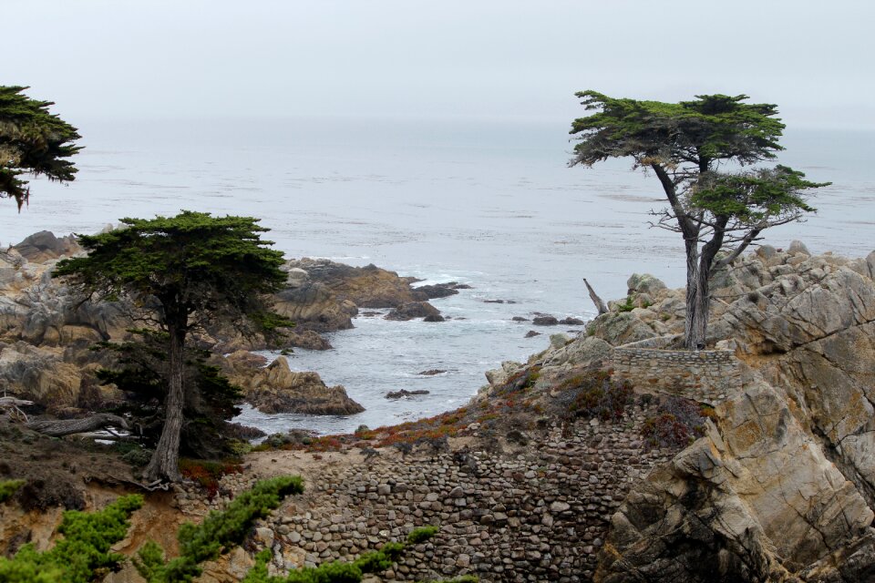 California cypress tree 17 mile drive photo