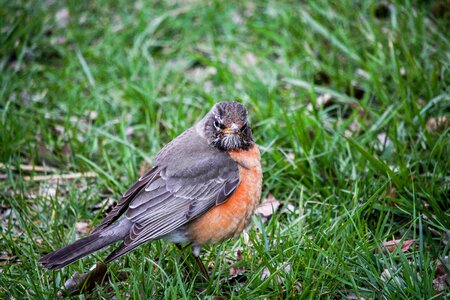 Wildlife bird robin