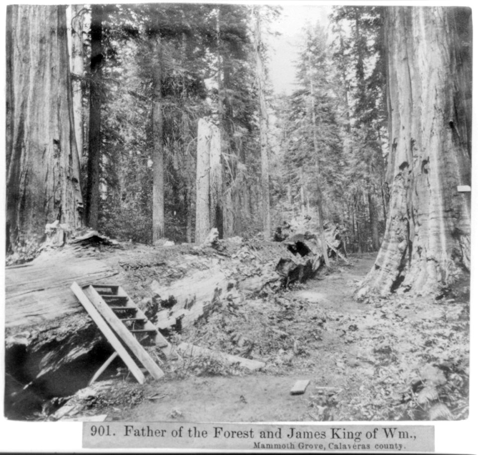Father of the Forest and James King of Wm., Mammoth Grove, Calaveras County LCCN2002723001