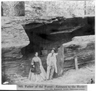 Father of the Forest-Entrance to the Horse-back ride Mammoth Grove, Calaveras County LCCN2002723002