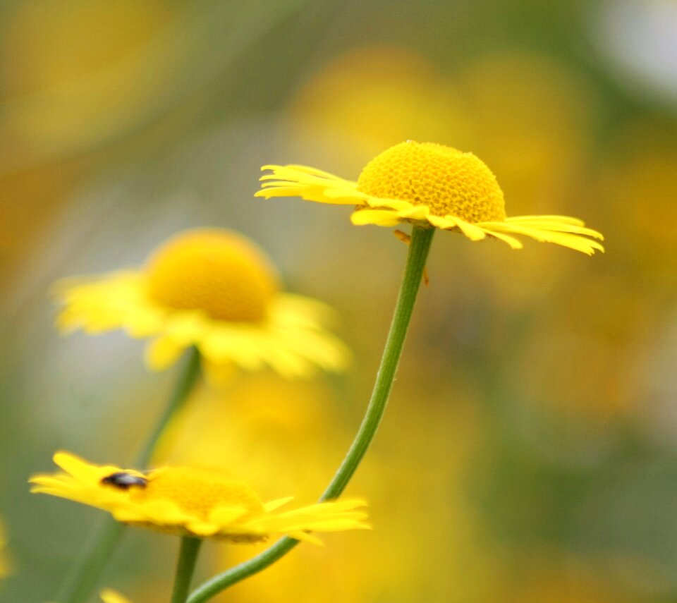 Daisy flower yellow