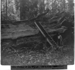 Father of the Forest - 112 feet circumference - Mammoth Grove LCCN2002723477