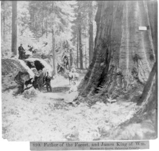 Father of the Forest, and James King of William Mammoth Grove, Calaveras County LCCN2002717150