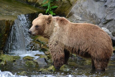 Forest zoo predator