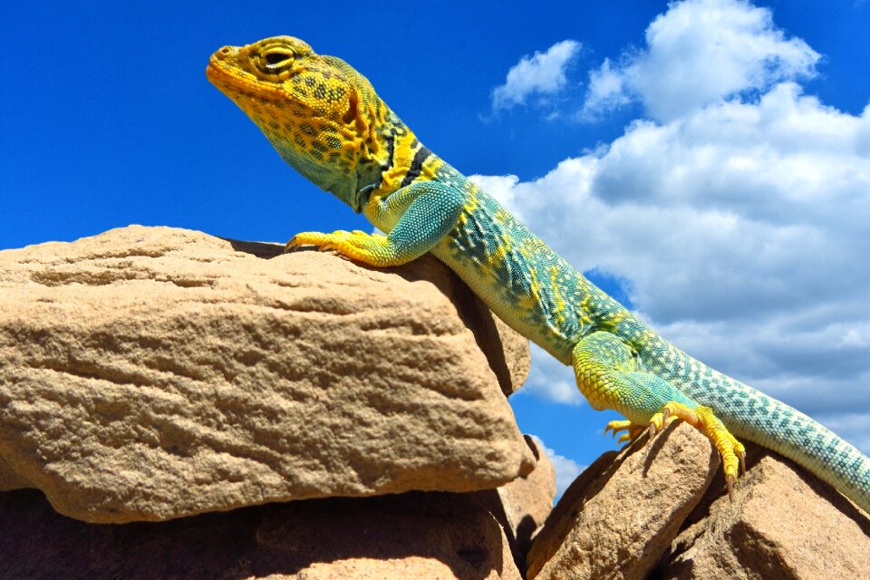 Animal world nature wild