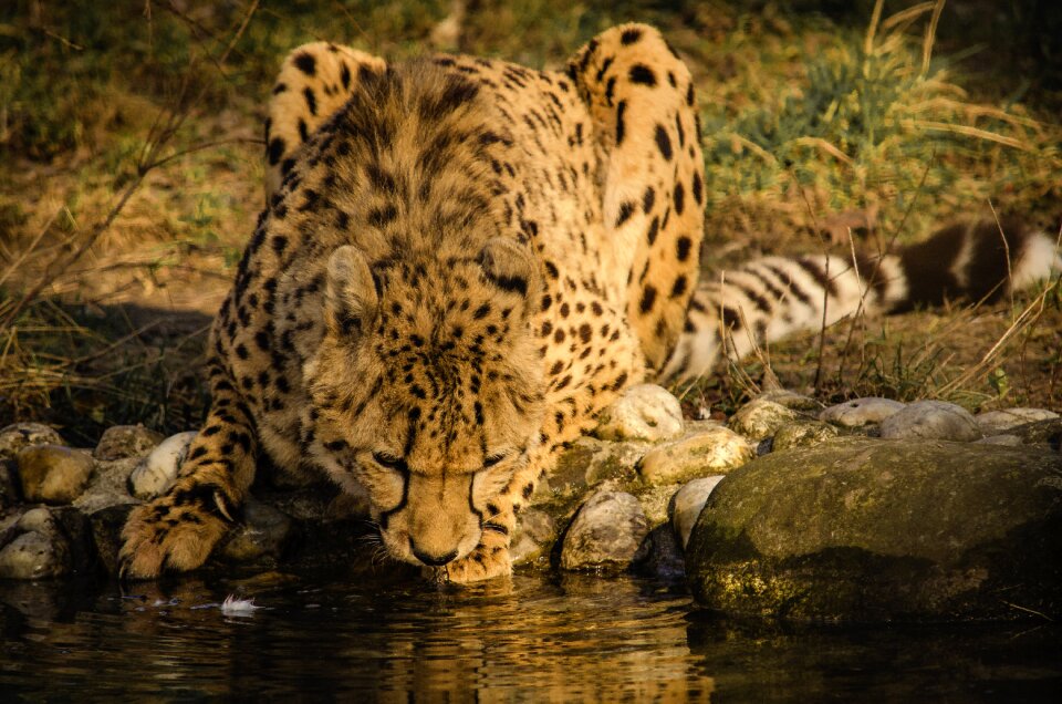 Animal cat big cat