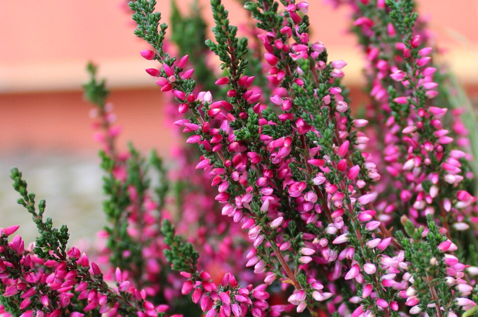 Nature flowering flowers