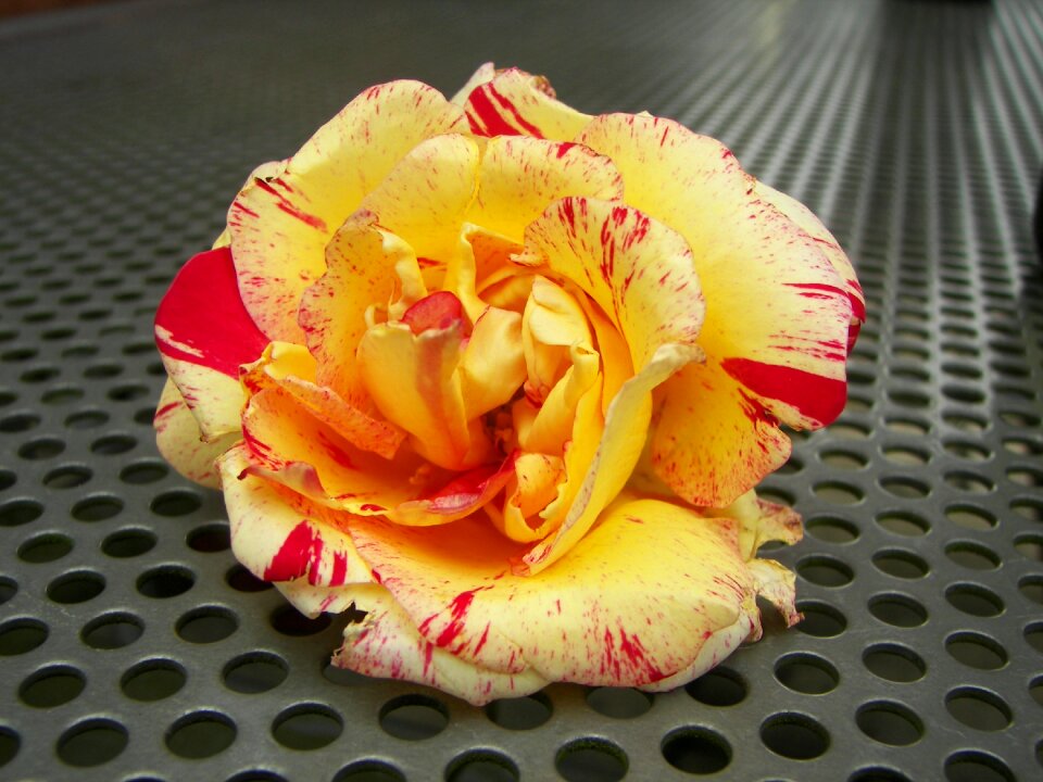 Bloom summer garden