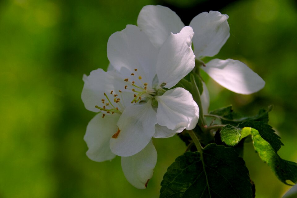 Spring tree flowers