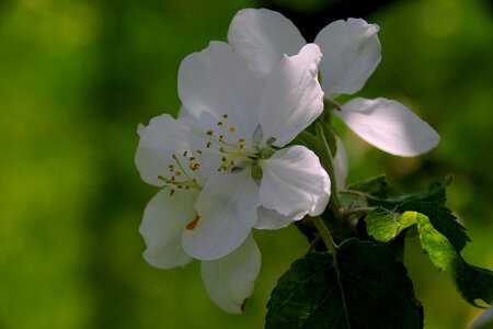 Spring tree flowers photo