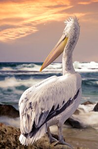 Animal world waters dalmatian pelican