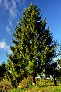 Conifer tap green