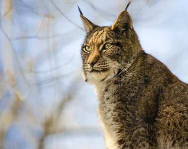 Predator eurasischer lynx lynx lynx photo