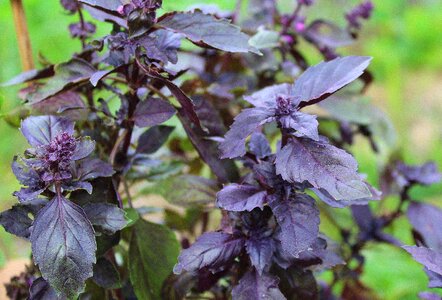 Plant the smell of aromatic hydrocarbons photo