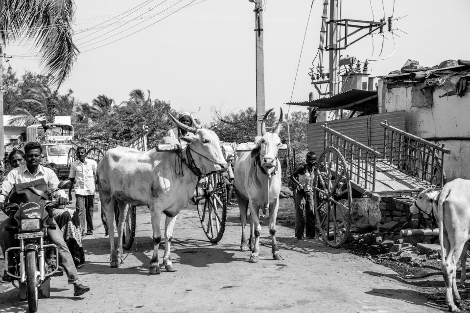 Cart carriage people