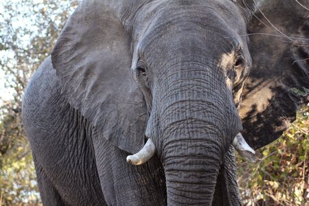 Cute large zoo photo