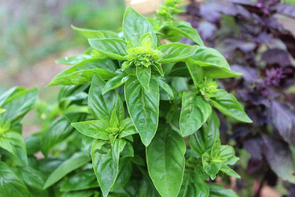 Herbs kitchen aromatic hydrocarbons