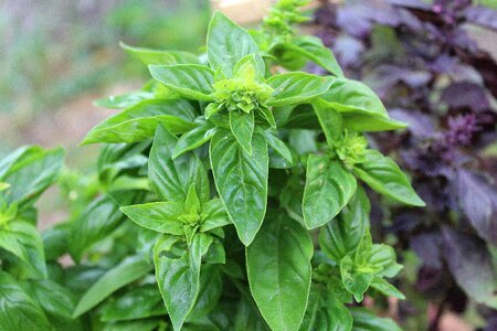 Herbs kitchen aromatic hydrocarbons