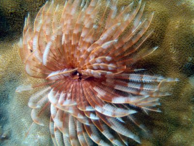Feather duster worm (Sabellastarte sp), a sabellid worm (reef112058019)