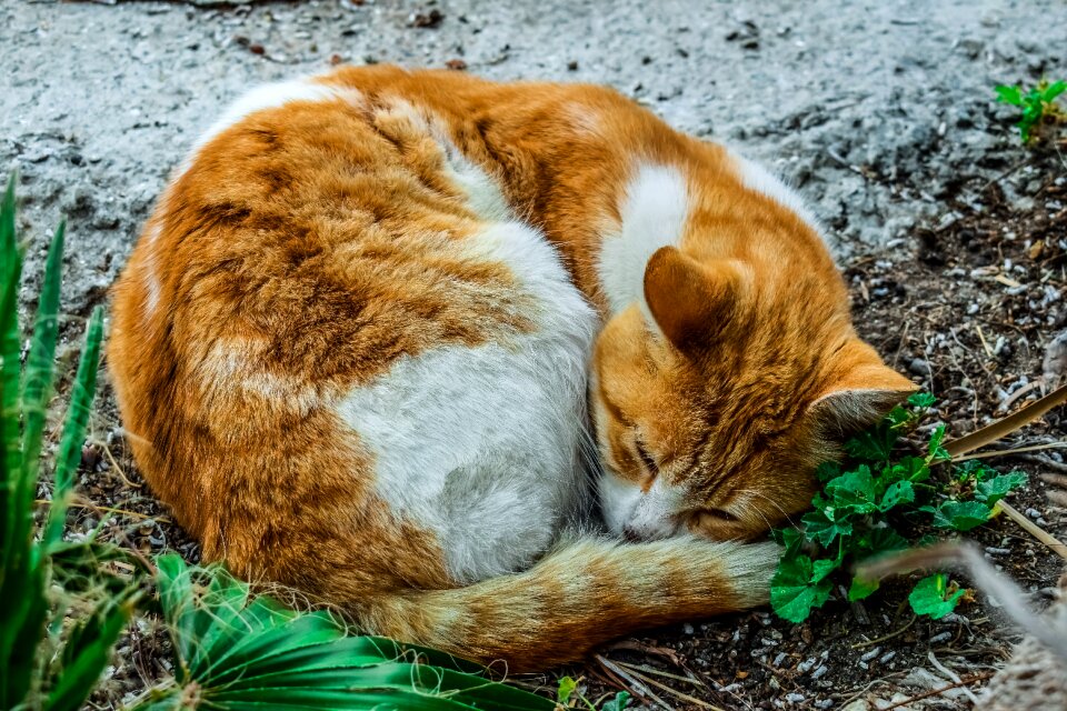 Animal nature mammal