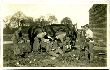 FCP World War I horses 1915 photo
