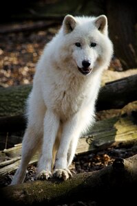 Dog animal world arctic wolf photo