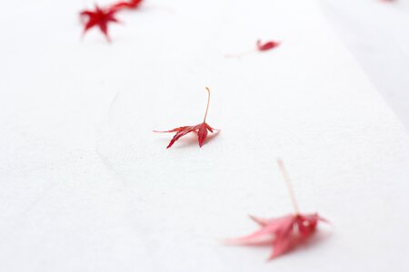 Japan wallpaper maple