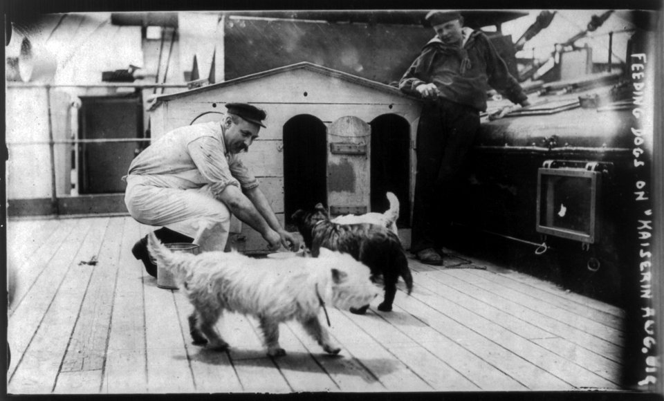 Feeding dogs on KAISERIN AUGUSTE VICTORIA, June 22, 1910 LCCN2006682493