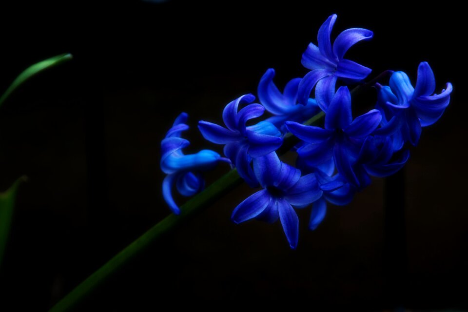 Flower tender color