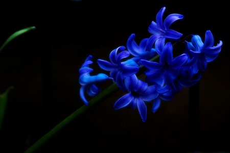 Flower tender color