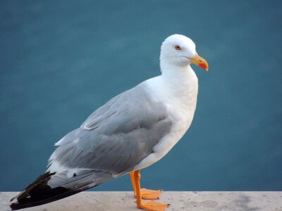 Seagull trieste italy