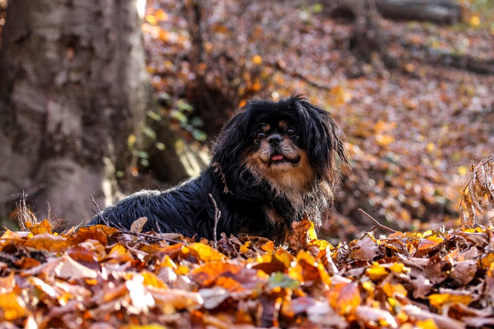 Dog britt tibetan spaniel pets