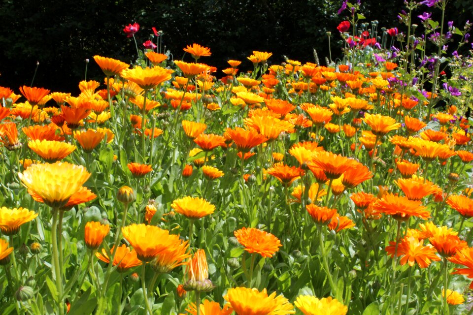 Marigold calendulae summer