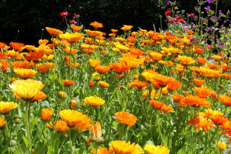 Marigold calendulae summer